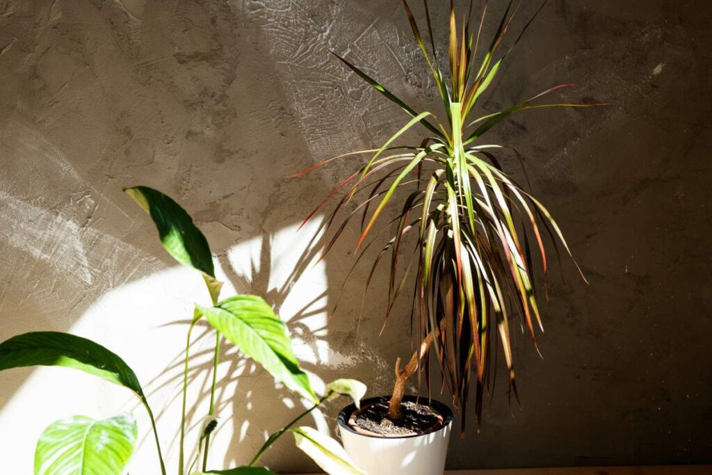 dracaena marginata