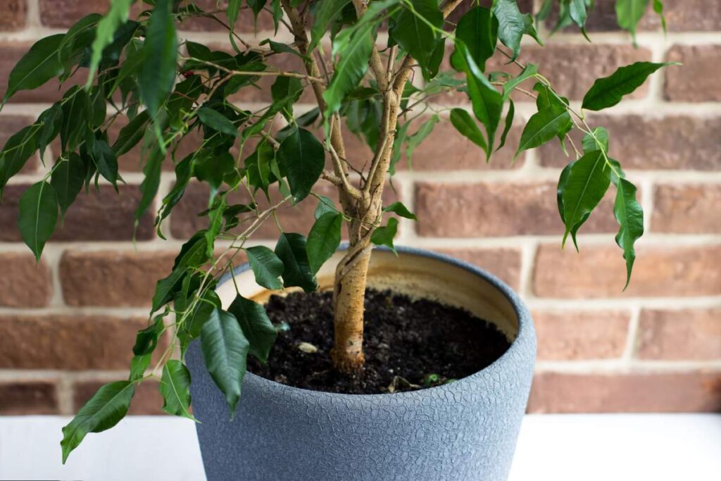 ficus
