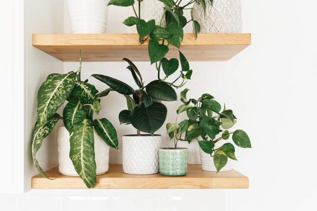 plantes interieur