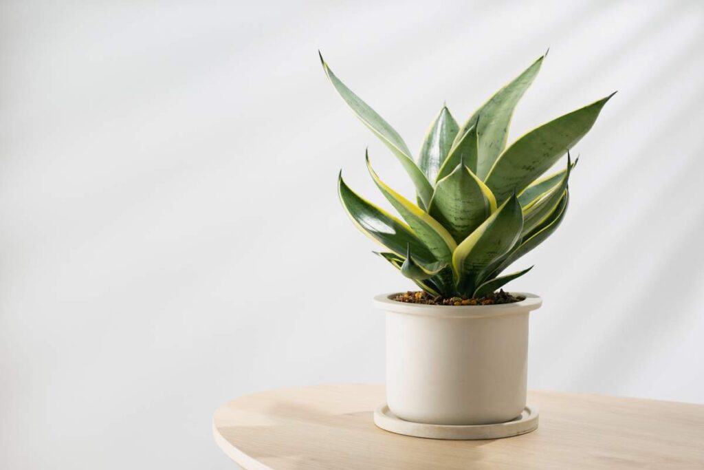 sansevieria